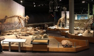 Blog19 Dinosaur display